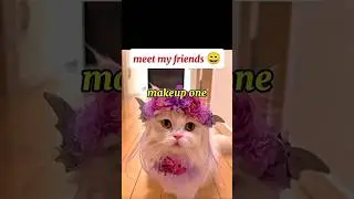 meet my friends #cat