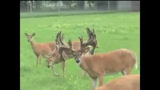 Giant whitetail buck grows antlers