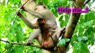 Million scare...Poor baby Rex cry scare fall down when Anita careless him on high tree