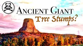 Giant Tree Stumps | Lost Ancient History? | Beanstalks | Pre Flood Civilizations | History Mystery