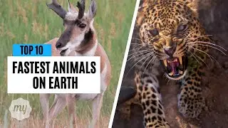 Top 10 Fastest Animals on Earth