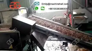 Continuous Broad Beans Frying Machine Working Video丨Fava Beans Frying Machine For Sale