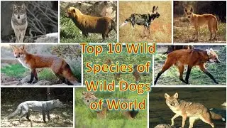 Top 10 Wild Species of Wild Dogs of World