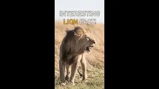 🦁 Interesting fact about lions! Did you know?? #facts #lion