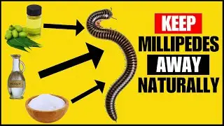 How To Get Rid Of Millipedes Naturally (Super Effective Methods)