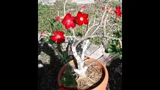 Bright Red Flowers on my Desert Rose Plant - Hoping for a Seed Pod This Summer - March 31, 2025
