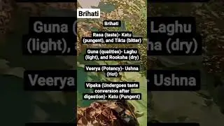 Brihati&nbsp;is an important medicinal plant