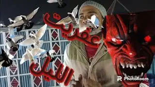 نش الحمام بالليل 😳 ١٢٠دكر في الظلام 😲متخافش علي الحمام 🥰