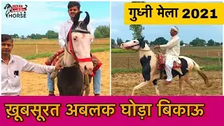 मिलिए ख़ूबसूरत अबलक घोड़ा से_Gudhni मेला Budaun 2021 (उत्तर प्रदेश)