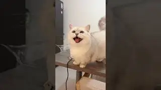 cat, cats, cat lover, kitty
