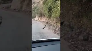 jungali murga