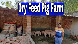 Good Maintained Dry Feed Pig Farm | Vikas Live Stock