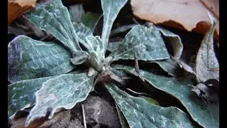 Dancy Plants: Pussytoes