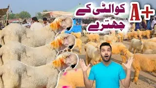 23 tarekh 2025 ki international chatra bazaar dera ghazi khan 03116506783 