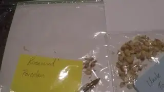 Garlic Bulbils- Different Sizes