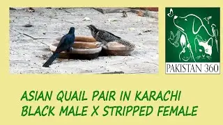 Most beautiful bird Asian Quail Pair in Karachi | by Pakistan360
