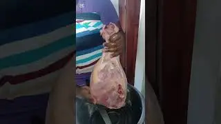 Buying and cutting hard body chicken 🐔 #youtubeviral 
