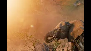Lamai Safari South Africa Balule Nature Reserve