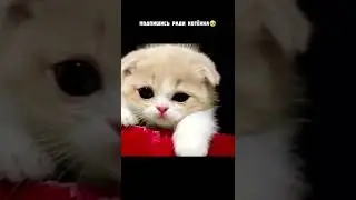 ЕГО ВЫБРОСИЛИ В ПОМОЙКУ🥺 #cat #dog #pets #cute #wee  #viral #tiktok #shorts #шортс #котенок #кот