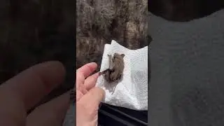 Catching a bat indoors 🦇