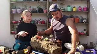Tronco suculento (5)