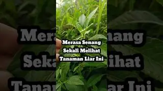 Tanaman Liar ‼️ Bayam Hutan Pahit #shorts