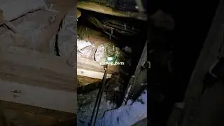 трехнедельные щенки провалились в старую овощную яму #пермь #животные #собака #помощь