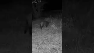 Test vid&eacute;o cam&eacute;ra chasse Wolfang WT04 #wolfang #wildlife #animals #deer #trailcam #sanglier #chasse