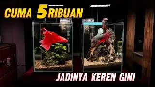 Preview 2 Nano Tank Cupang Aquascape Mini Natural Style Simpel dan minimalis
