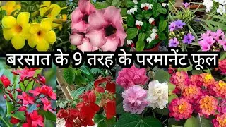 Rainy Season Permanent Flower Plants and it's Care