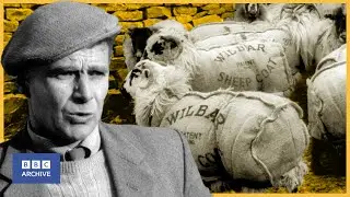 1965: The CHICEST SHEEP in Britain | Tonight | Animal Magic | BBC Archive