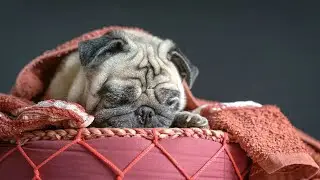 Understanding and Managing Aggression in Pugs