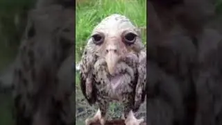 in a bitter syrup by the scary jokes except its the second part looped