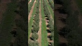European olive harvests were heavily impacted by last year&rsquo;s drought. #OliveOil #Farming #Drought