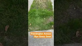 🌾🌾Семена однолетней райграсы Пеннингтон&hellip; Что вы используете? 🌾🌾