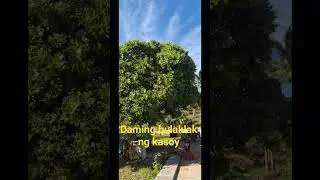 #viralvideo #viralshort #trendingshorts