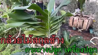 Ep.7”กล้วยไม้สกุลช้าง”กระถางที่ใช้ปลูก วัสดุที่ใช้ปลูก การตัดแต่งกิ่ง แต่งราก ปลูกให้สวยงาม 8/09/65