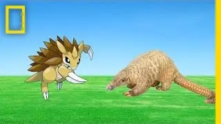 Save &lsquo;Em All: Which Pok&eacute;mon Are Based on Endangered Animals? | National Geographic