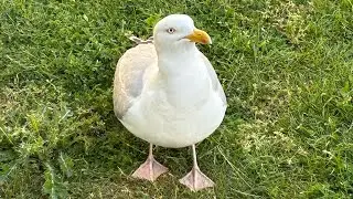 Tuesday at Hasting’s, meeting Biscuit 🐦 and some of a show!. 🩵 💕✨ (Not my music.) 🎵