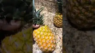 How to Identify a Sweet Ripe Pineapple🍍 #shortsfeed #fruit #pineapple #ripepineapple #shorts