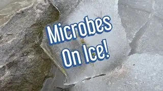 Can Microbes Survive Being Frozen? | Small Adventure Saturday
