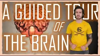 FLEX Time - A Guided Tour of the Brain