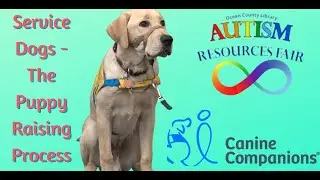 Service Dogs: The Puppy Raising Process