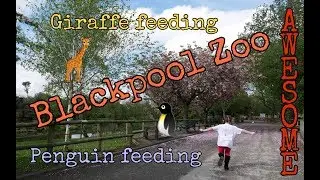 Blackpool Zoo - Penguin & Giraffe feeding!