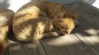 Deep Sleeping in Sunlight Scene | Cute Cat Kitten Video