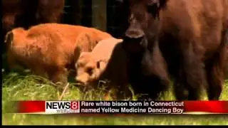 Rare Bison