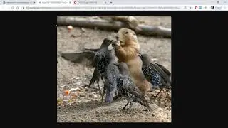 Competition between Species