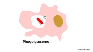 Phagocytosis / Intracellular pathogen killing / Opsonization / Macrophage