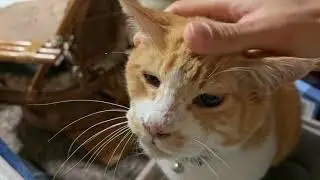 なかよし猫さんたちの朝ごはん【26年1月22日その1】