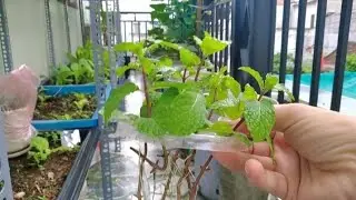 How to Grow Mint in a Recycled Plastic Cup – No Soil Needed, Anyone Can Do It!